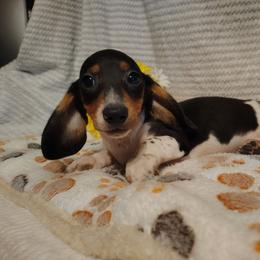 Yeti - Piebald male Dachshund puppy in Hudson, Michigan from Mittentail Kennel Miniature Dachshunds & Australian Shepherds