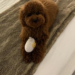 Poodle Puppies from Midwest Miniature Poodles