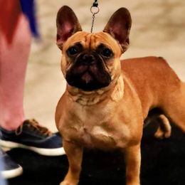 French Bulldogs from Whiskey Run French Bulldogs