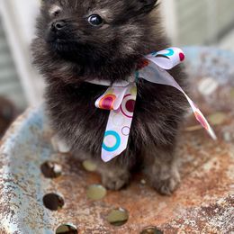 Pomeranian Puppies from Fuzzybutt Poms of Alabama