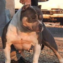 Molly - American Bully