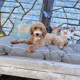 Sawyer Brooks(Guardian Home Opportunity) - Cream male Goldendoodle puppy in Valdosta, Georgia from Designer Doodles of South GA