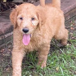 Goldendoodles from Doodle Time