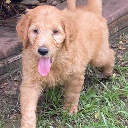 Goldendoodles from Doodle Time