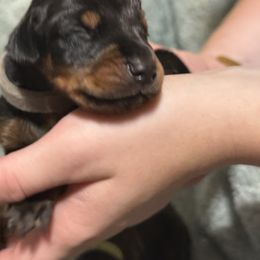 Grey male - Black and rust male Doberman Pinscher puppy in Tallmadge, Ohio from Premier Dobermans