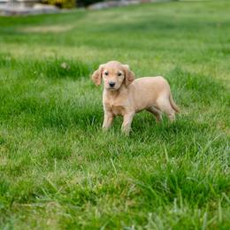 Golden Retriever Puppies from Mountain Reign Golden Retrievers