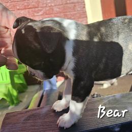 Boston Terrier, Doberman Pinscher, French Bulldog, and Shiba Inu Puppies from Diamonds In The Ruff Boston Terriers