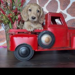 Lemon Drop - Cream male Dachshund puppy in Floresville, Texas from Muddy River Dachshunds
