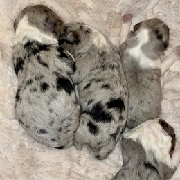 Aussiedoodles, Australian Shepherds, and Toy Australian Shepherds from Circle B Farms