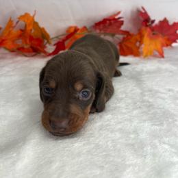 Kie - Chocolate and tan female Dachshund puppy in Norwood, Missouri from A&J Weenies
