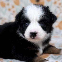 Snuggles - Black tri female Toy Australian Shepherd puppy in Liberty Hill, Texas from Pistol Paws Aussies