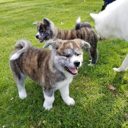 Japanese Akitainu Puppies from Four Seasons Akita (Shikisou)