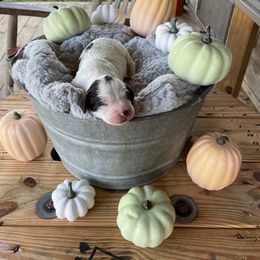 English Springer Spaniel Puppies from Cedar Ridge Kennels