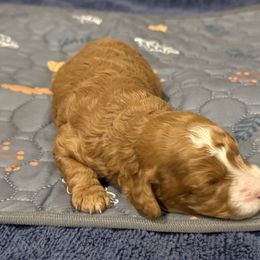 HARRY - Red  male Poodle puppy in Wentworth, South Dakota from PaintersPreciousPoodles