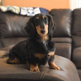 Bubba - Black and tan male Dachshund puppy in Momence, Illinois from Happy Little Doxies