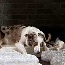 Miniature Australian Shepherds from Gypsy Girl farm