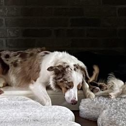 Miniature Australian Shepherds from Gypsy Girl farm