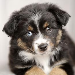 Australian Shepherd, Miniature American Shepherd, Miniature Australian Shepherd, and Toy Australian Shepherd Puppies from Painted Blue Aussies