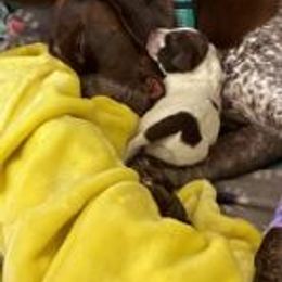 German Shorthaired Pointer Puppies from New England Premier GSPs