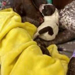 German Shorthaired Pointer Puppies from New England Premier GSPs