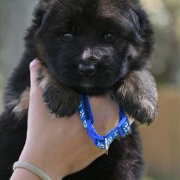 Freddy Fender - Black and red male German Shepherd puppy in Canton, Texas from WILDWOOD GERMAN SHEPHERDS