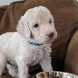 Huckleberry - Cream Labradoodle puppy in Siloam Springs, Arkansas from Siloam Doodles