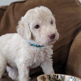 Huckleberry - Cream Labradoodle puppy in Siloam Springs, Arkansas from Siloam Doodles