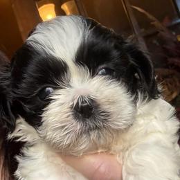 Blair - Black and white male Shih Tzu puppy in Frisco, Texas from My Royal Shih Tzu⚜️