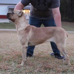 Reba - Cane Corso