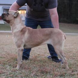 Reba - Cane Corso