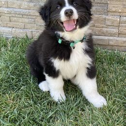 Australian Shepherd Puppies from Country Oaks Farm