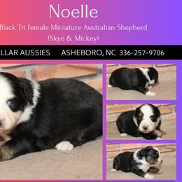 Noelle - Black tri female Miniature Australian Shepherd puppy in Asheboro, North Carolina from Stellar Aussies