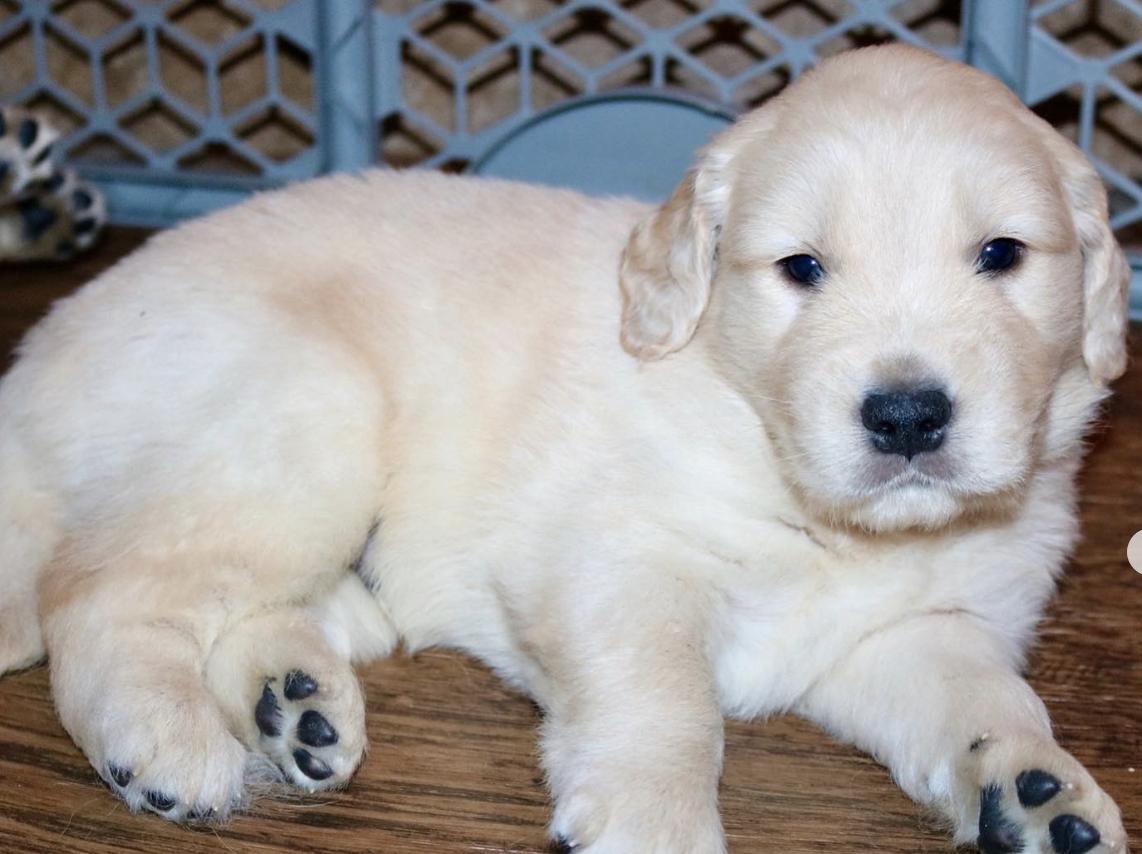 Najmi Goldens in Texas Golden Retriever puppies Good Dog