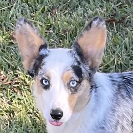 Sadie - American Corgi