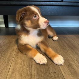 AKC Red Tri Male - Junior - Red tri-color male Australian Shepherd puppy in Ludowici, Georgia from Raven Creek Farms
