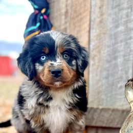 Forest - Blue merle male Assorted Doodle Crosses puppy in Randolph, Utah from Dry Canyon Pups