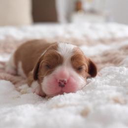 Rosie - Blenheim female Cavalier King Charles Spaniel puppy in Broxton, Georgia from Cavalier & Co.