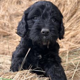 Ace - Black female Goldendoodle puppy in Washington from 7 Sisters Cockapoos
