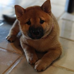 Shiba Inu Puppies from Slushpuppskies