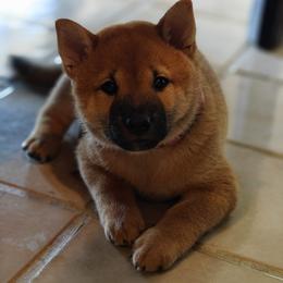 Shiba Inu Puppies from Slushpuppskies