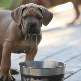 Cane Corso Puppies from Royal Cane Corso