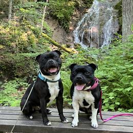 Staffordshire Bull Terrier All Grown Up from Equinox Staffords