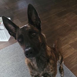 Echo - Dutch Shepherd