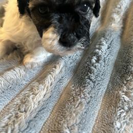 Havanese Puppies from Sweet Tea Havanese