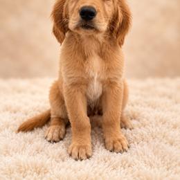 Porsche - Golden female Golden Retriever puppy in Chicago, Illinois from Urbane Retrievers