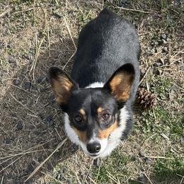 Sharkie - Black and tan female Pembroke Welsh Corgi puppy in Maupin, Oregon from Bailey Nannini