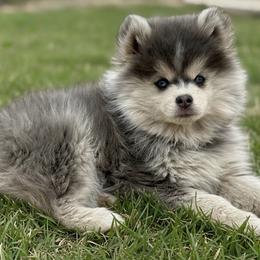 Rocky - Pomsky