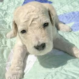 Mr Brown Collar - Cream male Poodle puppy in Screven, Georgia from Dreamland Standard Poodles