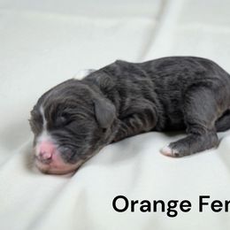 Orange - Gray female Sheepadoodle puppy in Seaman, Ohio from Ohio Valley Sheepadoodles