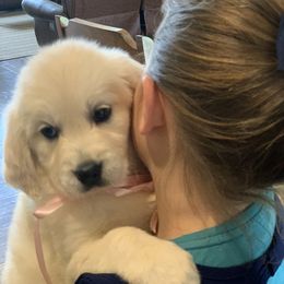 Golden Retriever Puppies from Rockinbfarms